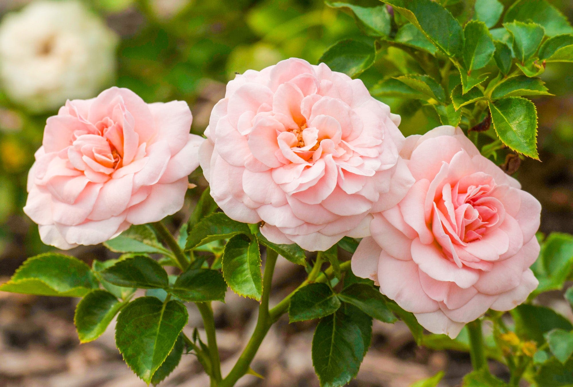 Ros 'Drottning av Danmark'